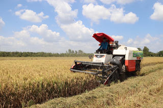 Liên kết các mắt xích trong chuỗi giá trị lúa gạo