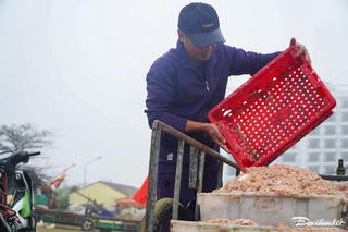 Mùa moi biển đầu năm ở xứ Thanh