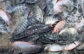 Tiềm năng xuất khẩu cá rô phi
