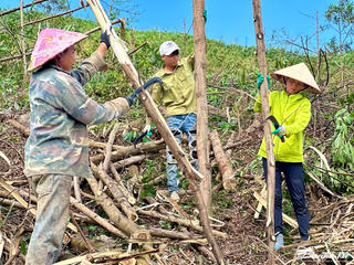 Quảng Ninh: Hối hả tận thu gỗ rừng gãy đổ sau bão