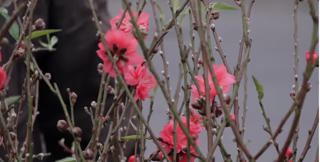 Cành đào 'nhí' đắt khách ngày Rằm tháng Chạp, chơi Tết