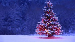 Những điều thú vị về cây thông Noel