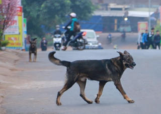 Nam Định: Để ‘chó thả rông cắn người’, Chủ tịch UBND cấp xã phải chịu trách nhiệm