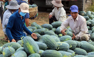 Thêm dưa hấu xuất khẩu chính ngạch vào thị trường Trung Quốc