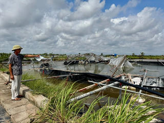 Hải Phòng: Vướng mắc trong hỗ trợ nông nghiệp phục hồi sau bão