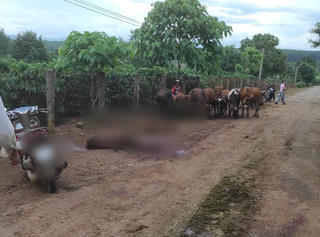 Gia Lai: Xe tải mất phanh tông chết 18 con bò của người dân