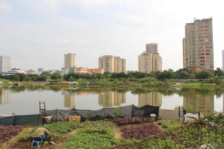 Dự án Công viên nghìn tỷ của Ocean Group - VNT trở thành nơi trồng rau, chăn vịt