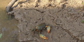 Cà Mau: Vì sao tôm, cua chết hàng loạt?