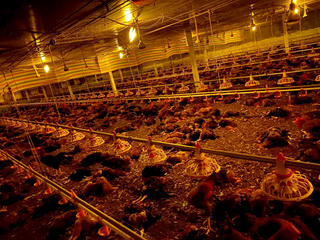 Huy động người dân ‘giải cứu’ hơn 8.000 con gà bị chết ngạt do chập điện