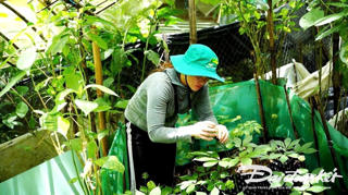 Quảng Nam: Phát triển sâm Ngọc Linh là cây chủ lực