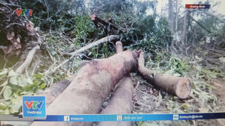 Công an vào cuộc điều tra vụ phá rừng tự nhiên ở Hạ Long