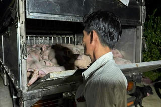 Bạc Liêu: Phát hiện xe chở 120 con heo không có giấy kiểm dịch