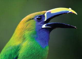 Nhiệt độ cực đoan đe dọa các loài chim nhiệt đới