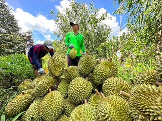 Phát triển bền vững ngành hàng tỷ đô