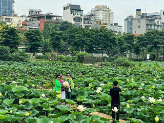 Sen Tây Hồ nở rộ, khách nườm nượp tới 'check-in'