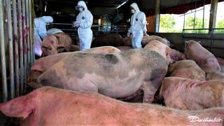 TP Đà Nẵng và Quảng Ngãi: Ngăn chặn tình trạng lợn chết thả kênh và bán tháo