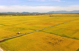 Nông dân hối hả thu hoạch lúa hè thu