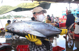 [ẢNH] Quảng Nam, Quảng Ngãi: Ngư dân trúng đậm nhiều mẻ cá 