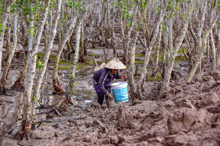 'Lộc trời' dưới tán rừng sú vẹt