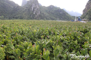 Dong riềng - Cây giảm nghèo của người dân Cao Bằng