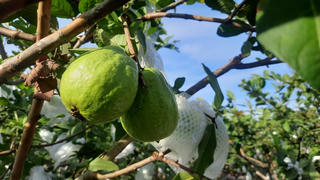 Lạm dụng 'giải cứu' làm giảm giá trị ổi Hoành Bồ?