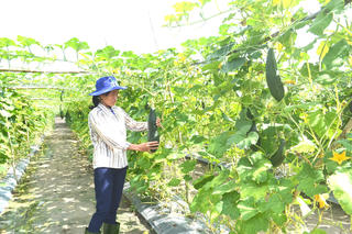 Tìm lối đi mới cho nông nghiệp hữu cơ