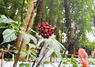 Quảng Nam: Xác minh đơn tố giác về một dự án trồng sâm Ngọc Linh