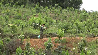 Quảng Ninh: Cây gỗ lớn dần thay thế cây keo ở 'thủ phủ rừng'