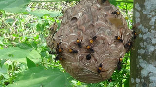 Đi vào rừng, người đàn ông bị đàn ong vò vẽ đốt tử vong