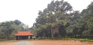'Linh mộc' ở Lam Kinh