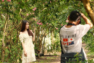 Hà Nội: Cận cảnh hàng trăm gốc hoa tường vi khoe sắc đẹp như cổ tích