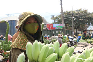 Quang cảnh ‘thủ phủ chuối’ ở Quảng Trị dịp giáp Tết