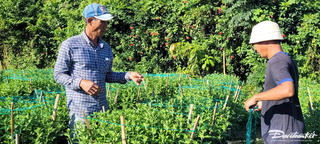 Người trồng hoa Tết tại Bà Rịa – Vũng Tàu lo lắng khi sức mua giảm