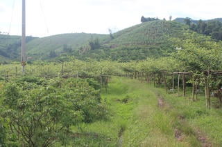 Hỗ trợ vay vốn giúp đồng bào dân tộc thiểu số vượt khó, thoát nghèo