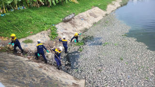 Đà Nẵng: Gần 10 tấn cá chết chưa rõ nguyên nhân