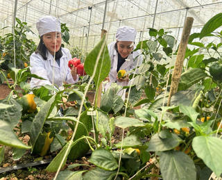 Gia Lai: Giao chỉ tiêu phát triển kinh tế - xã hội cho 77 xã, phường