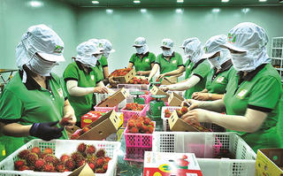 Xuất khẩu nông sản: Lấp lánh những tín hiệu vui