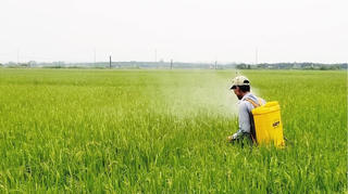 Chủ động phòng tránh dịch bệnh cho lúa