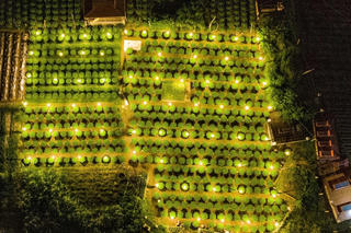 Quảng Ngãi: Người dân tất bật chăm sóc hoa phục vụ thị trường Tết