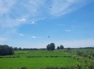 Đàn chim nằm trong Sách đỏ Việt Nam xuất hiện tại Quảng Trị