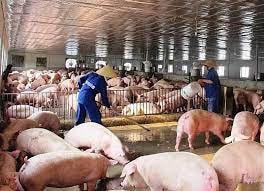 Giá lợn hơi tiếp tục biến động: Hộ chăn nuôi vẫn e dè tái đàn