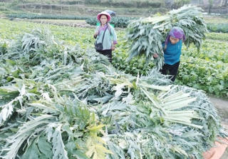 Lào Cai: Nông dân Sa Pa phấn khởi thu hoạch cây atiso