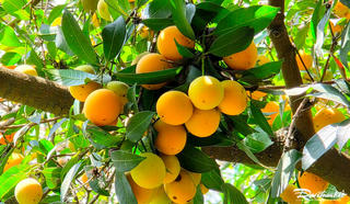 Vĩnh Long: Sẽ tổ chức ngày hội Thanh trà với kỷ lục 135 món ăn