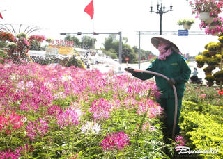 Quảng Nam: Tràn ngập sắc hoa dịp đầu năm mới