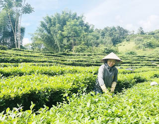 Chọn đồng ruộng quê nhà làm nơi lập nghiệp
