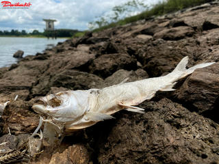 Hà Tĩnh: Xác định nguyên nhân cá chết trên hồ Khe Lang