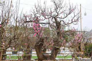 Đào rừng cổ thụ giá hàng trăm triệu đồng 'khoe dáng' tại Hà Nội