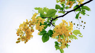 Muồng hoàng yến bung nở, phủ sắc vàng đường phố Hà Tĩnh