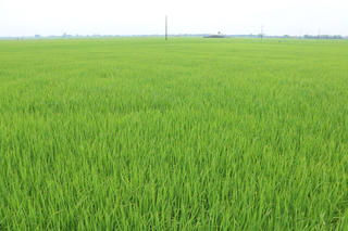 Tháo gỡ khó khăn trong xây dựng “cánh đồng lớn”