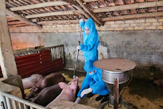 Thanh Hóa: Xuất hiện dịch lở mồm long móng trên đàn lợn